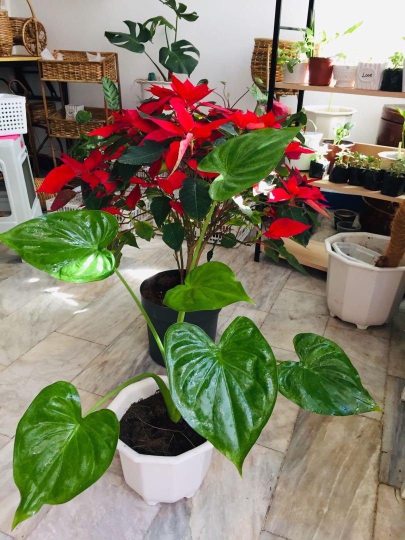 Potted Big Alocasia Cucullata (Category: Plants & Seeds) located in Paranaque City. Submitted by FLess.ph (Listing ID 1056437216, Image 2). Description: Potted in healthy and well draining soil mix. No need to repot.