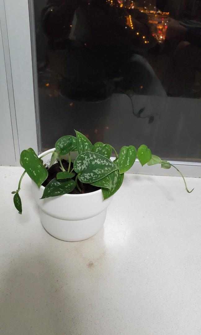 星點藤satin Pothos 優雅 傢俬 家居 園藝 園藝工具和裝飾品 Carousell