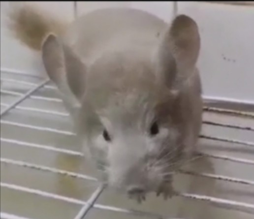 Male chinchilla cheap for sale