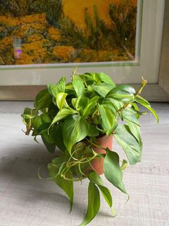 (Category: ) located in . Submitted by verde_botanical (Listing ID 1056668785, Image 1). Description: .