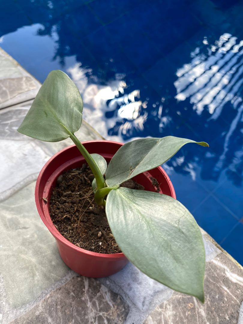 Philodendron Hastatum Silver Sword Furniture Home Living Gardening Plants Seeds On Carousell