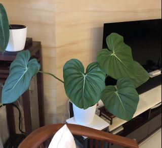 (Category: ) located in . Submitted by kekwa (Listing ID 1045967805, Image 1). Description: .
