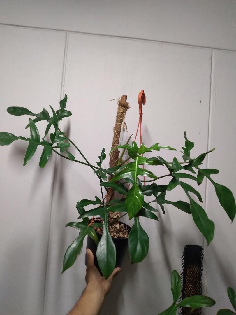 Philodendron Glad Hands Philodendron House Plants Plants