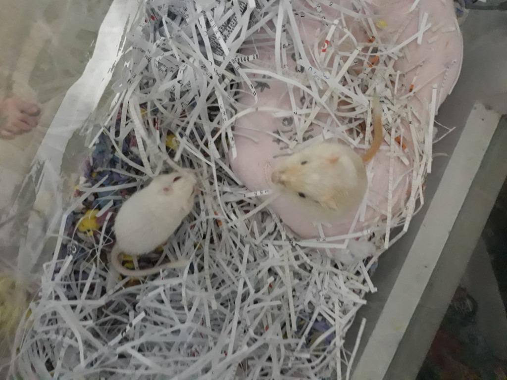 Shredded paper nesting material on Carousell