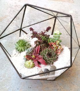 Terrarium DIY  at Bukit timah shopping center 01-02a downtown line at beauty world stand 2min walk to my shop besides uob open 10am to 7pm Sunday still 6pm  ($18 to $48 )