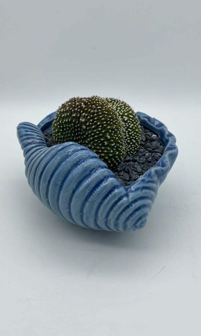 Test (Category: Plants & Seeds) located in Singapore. Submitted by diy_garden_ (Listing ID 1056718309, Image 3). Description: .