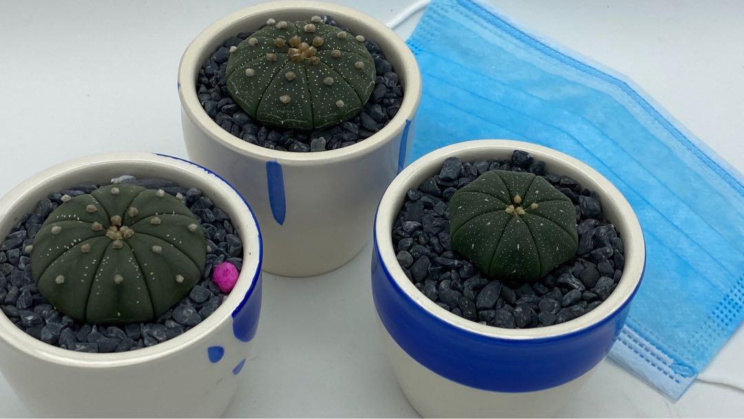 Test 2 (Category: Plants & Seeds) located in Singapore. Submitted by diy_garden_ (Listing ID 1056718514, Image 3). Description: .