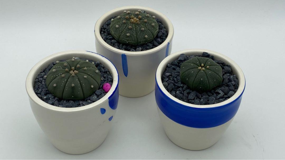 Test 2 (Category: Plants & Seeds) located in Singapore. Submitted by diy_garden_ (Listing ID 1056718514, Image 2). Description: .
