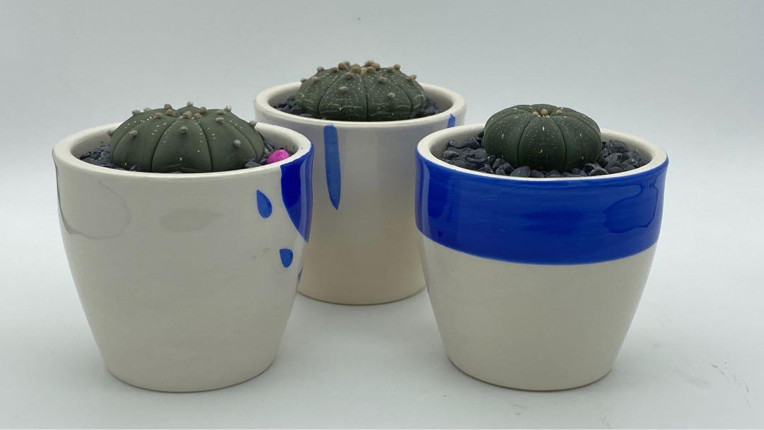 Test 2 (Category: Plants & Seeds) located in Singapore. Submitted by diy_garden_ (Listing ID 1056718514, Image 1). Description: .