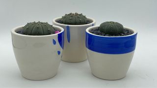(Category: ) located in . Submitted by diy_garden_ (Listing ID 1056718514, Image 1). Description: .