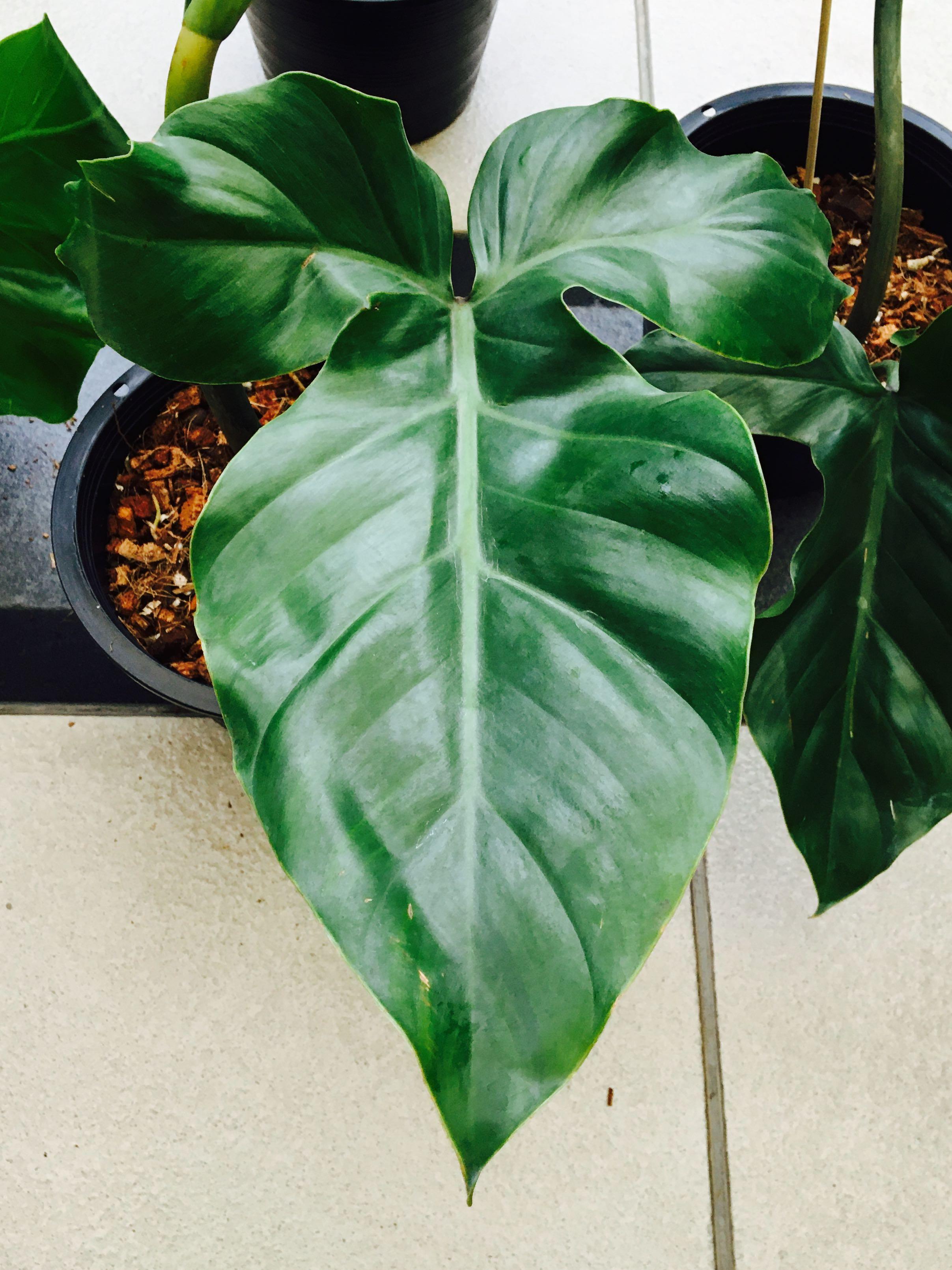 Philodendron Barrosoanum