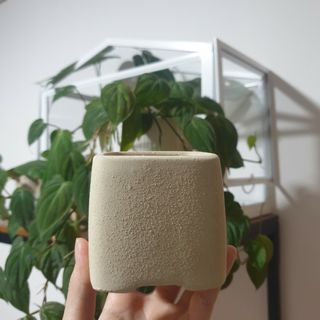 (Category: ) located in . Submitted by onlyplanters (Listing ID 1057036090, Image 1). Description: .