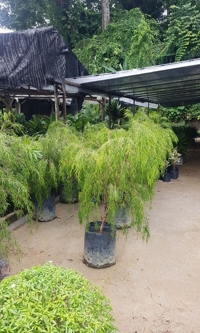 Weeping willow pokok janda merana, Furniture & Home Living, Gardening