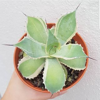 (Category: ) located in . Submitted by succulent.yinn (Listing ID 1057105712, Image 1). Description: .
