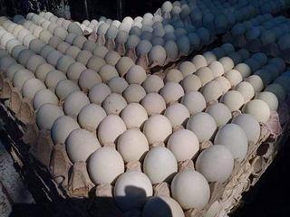 Organic Salted Egg 30 pcs