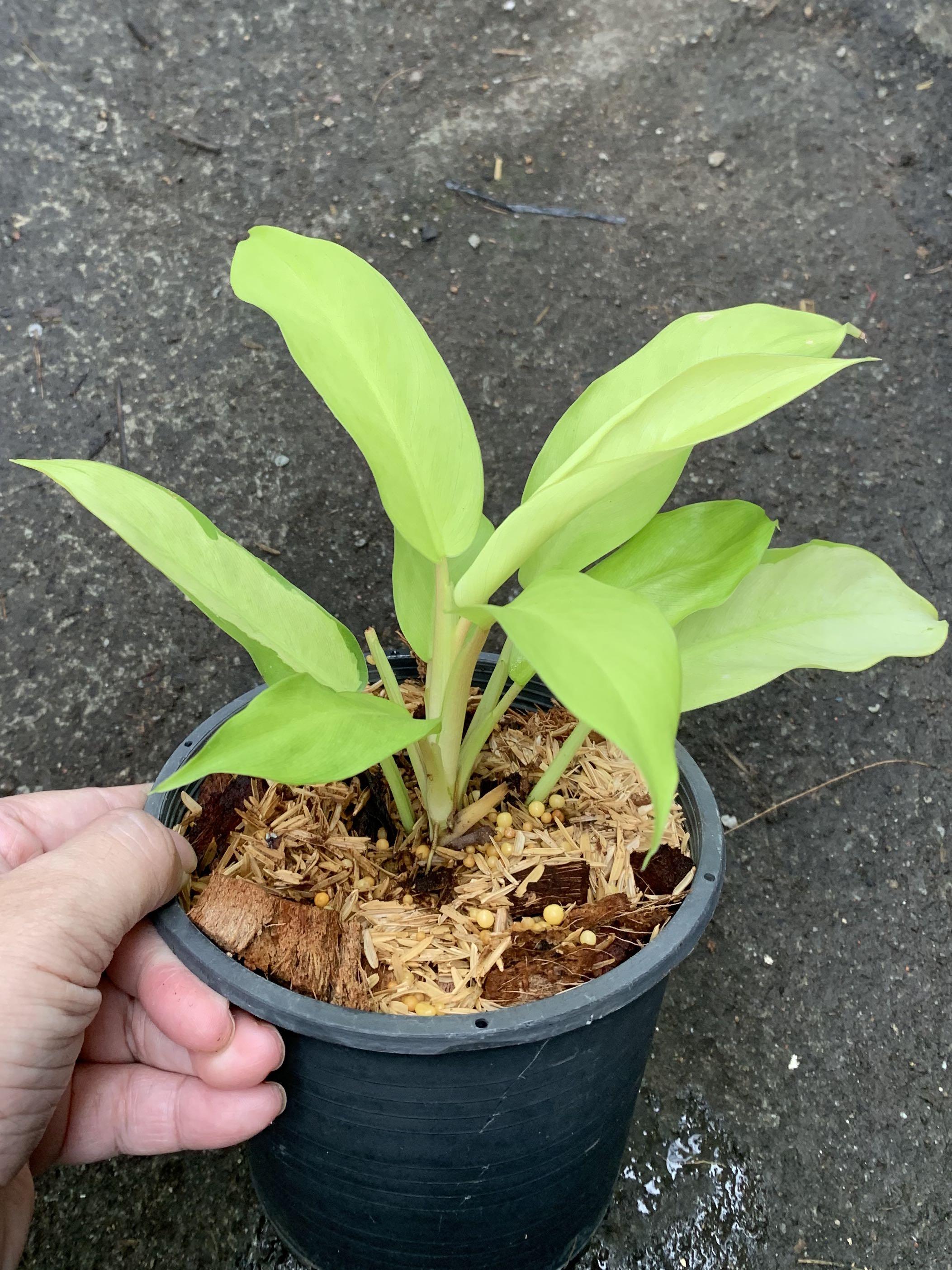 Philodendron Thai Sunrise, Furniture & Home Living, Gardening, Plants