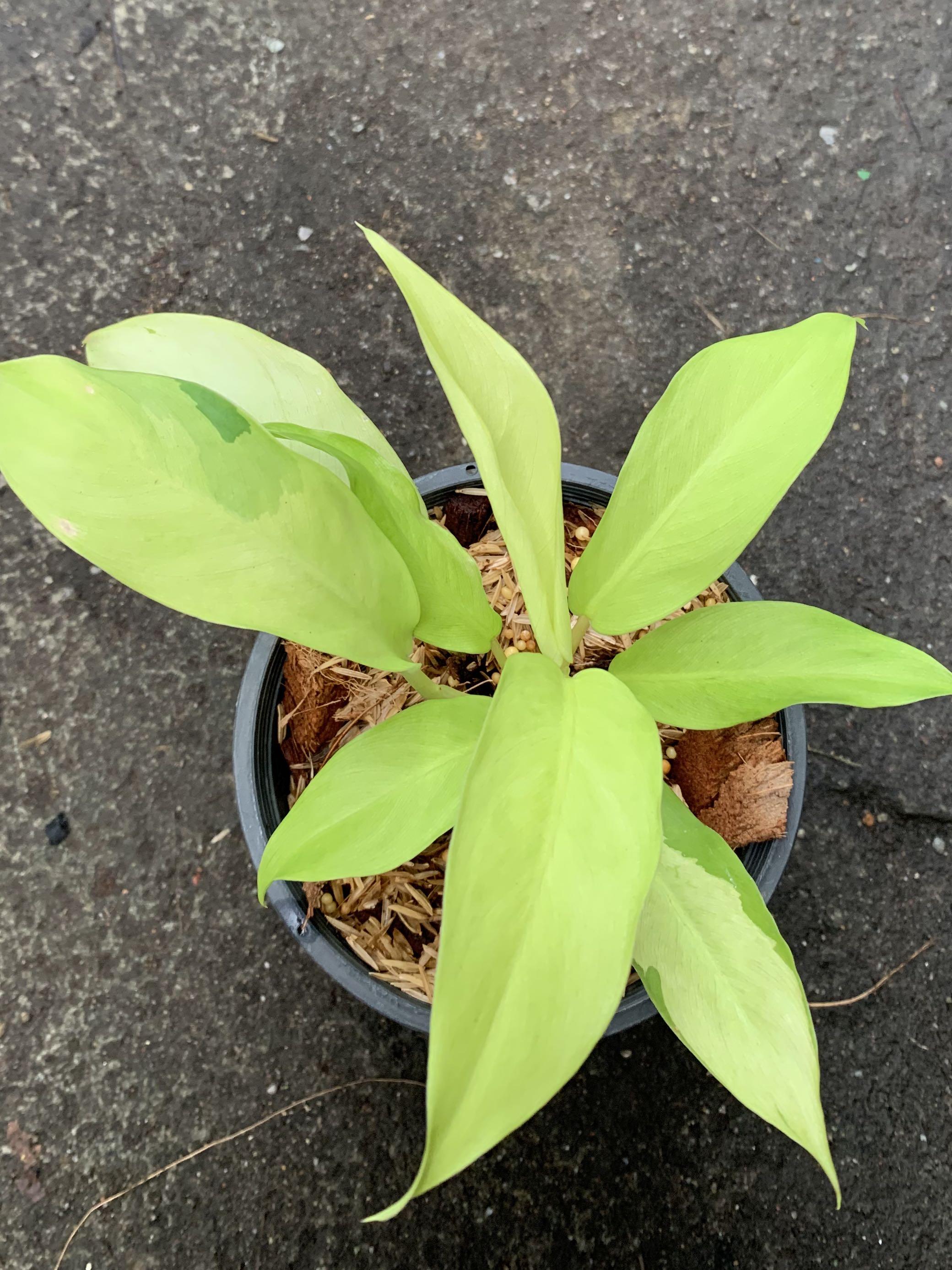 Philodendron Thai Sunrise, Furniture & Home Living, Gardening, Plants