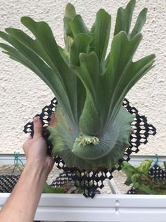 (Category: ) located in . Submitted by thursdaygarden (Listing ID 1057088847, Image 1). Description: .