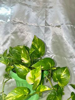 (Category: ) located in . Submitted by murang.halaman.ph (Listing ID 1057099813, Image 1). Description: .