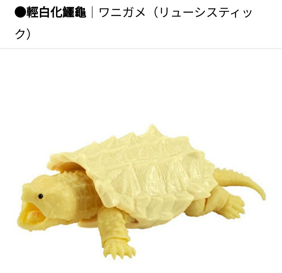 菊紋かめ 菊紋かめ