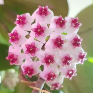 (Category: ) located in . Submitted by puipuiplants (Listing ID 1053102997, Image 1). Description: .