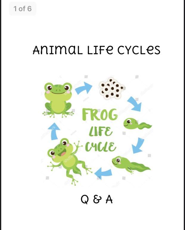 P3 P4 Animal Cycles Q A Hobbies Toys Books Magazines Assessment Books On Carousell