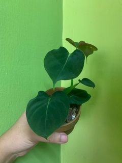 (Category: ) located in . Submitted by botaniku (Listing ID 1053144127, Image 1). Description: .