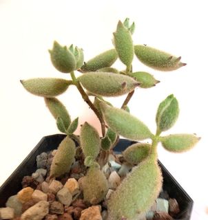 （分類：）位於 。 由 planting.buzz 提交（商品編號 1057516471，圖片 1）。簡介： 。