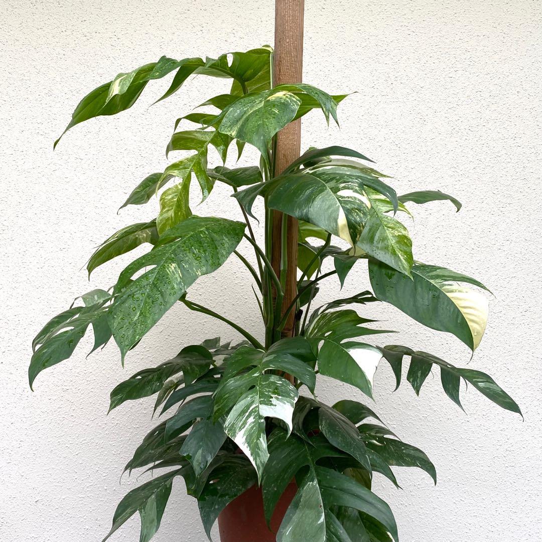 Epipremnum Pinnatum Albo Gardening Plants On Carousell