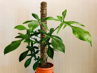(Category: ) located in . Submitted by jenhoe_ng (Listing ID 1057318259, Image 1). Description: .