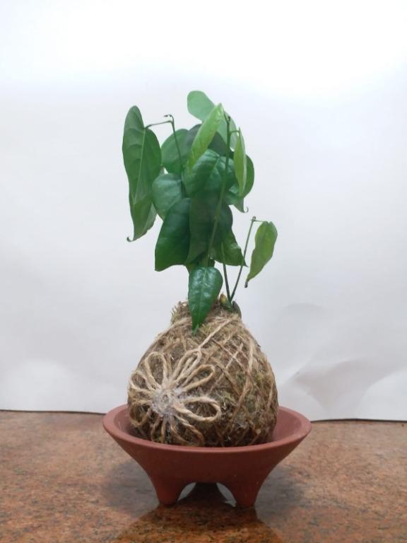 水黃皮 苔玉 植物 苔球 陶盆 傢俬 家居 Gardening Plants Carousell