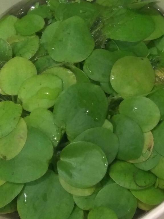 Amazon Frogbit (Category: Free Items) located in Singapore. Submitted by troedas (Listing ID 1057729946, Image 1). Description: 🍀 Giving away Amazon Frogbit of random sizes 🍀 One tau huey container surface full (about 5-10 depending on size) 🍀 Minimal care required 🍀 Alleviate ammonia, nitrite and nitrate from your aquarium 🍀 Dense roots provide hiding spots for fries and small fishes *Disclaimer* Don't say I never say, I keep snails in my t