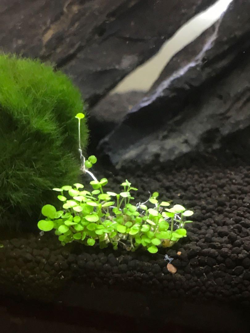 Aqua plants (floor), Furniture & Home Living, Gardening, Plants & Seeds