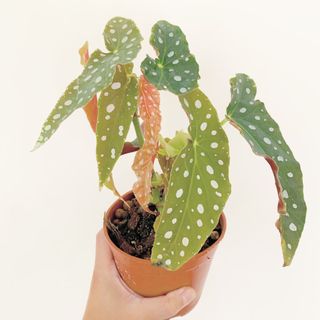 （分類：）位於 。 由 thegreenroom 提交（商品編號 1057615425，圖片 1）。簡介： 。
