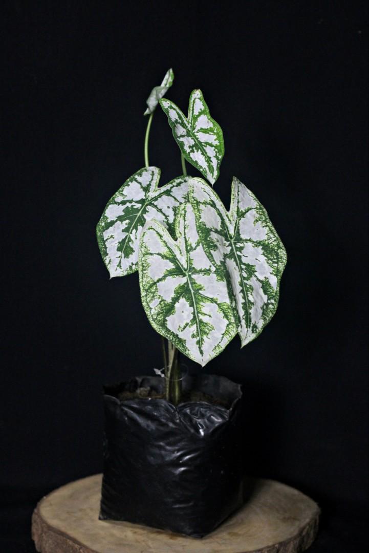 Caladium White Christmas Dwarf (Category: Plants & Seeds) located in Taguig. Submitted by fernandcraft (Listing ID 1057729857, Image 1). Description: Prized for its highly decorative leaves Caladium White Christmas Dwarf is a tuberous perennial with lush heart shaped silvery white leaves adorned with striking dark green veins and edges. Glowing in full shade this luminous foliage plant is terrific to add color and drama to shady corners. This pla