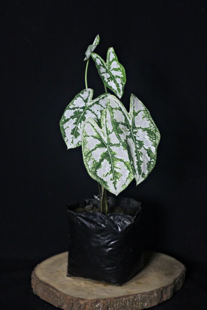 Caladium White Christmas Dwarf (Category: Plants & Seeds) located in Taguig. Submitted by fernandcraft (Listing ID 1057729857, Image 2). Description: Prized for its highly decorative leaves Caladium White Christmas Dwarf is a tuberous perennial with lush heart shaped silvery white leaves adorned with striking dark green veins and edges. Glowing in full shade this luminous foliage plant is terrific to add color and drama to shady corners. This pla