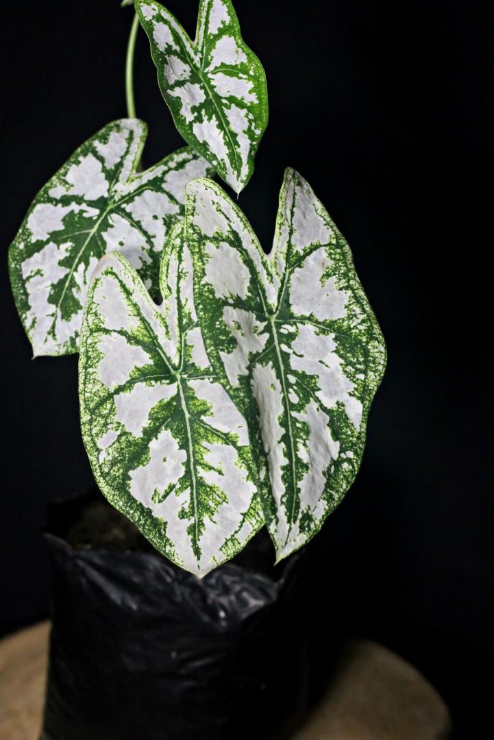 Caladium White Christmas Dwarf (Category: Plants & Seeds) located in Taguig. Submitted by fernandcraft (Listing ID 1057729857, Image 3). Description: Prized for its highly decorative leaves Caladium White Christmas Dwarf is a tuberous perennial with lush heart shaped silvery white leaves adorned with striking dark green veins and edges. Glowing in full shade this luminous foliage plant is terrific to add color and drama to shady corners. This pla