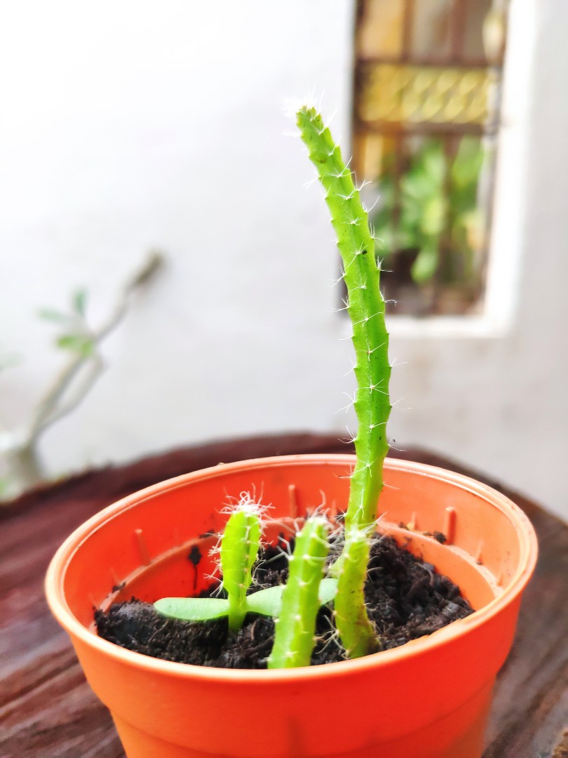 Dragon Fruit Baby Plant Purple Home Furniture Gardening On Carousell