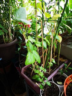 (Category: ) located in . Submitted by unisg (Listing ID 1057633067, Image 1). Description: .