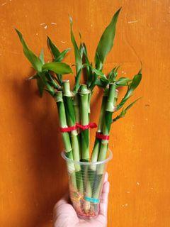 Lucky bamboo 9stalks