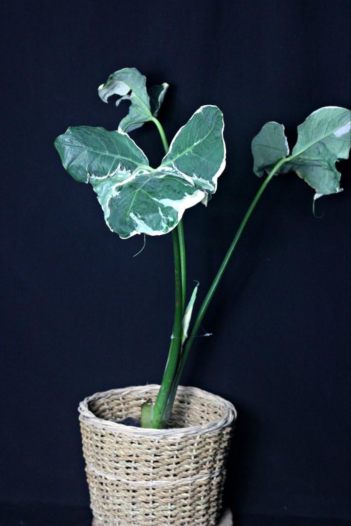 Variegated Mickey Mouse (Category: Plants & Seeds) located in Taguig. Submitted by fernandcraft (Listing ID 1057731561, Image 1). Description: Alocasia Xanthosoma Variegatas (“Mickey Mouse”) is a very rare and stunning tropical plant with large leaves and pronounced variegation. These plants, which are capable of growing relatively large if given the space and proper care. It is ornamentally grown in St. Louis for its attractive elephant ear-like