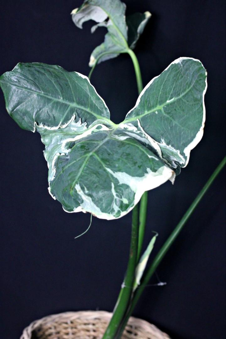 Variegated Mickey Mouse (Category: Plants & Seeds) located in Taguig. Submitted by fernandcraft (Listing ID 1057731561, Image 3). Description: Alocasia Xanthosoma Variegatas (“Mickey Mouse”) is a very rare and stunning tropical plant with large leaves and pronounced variegation. These plants, which are capable of growing relatively large if given the space and proper care. It is ornamentally grown in St. Louis for its attractive elephant ear-like