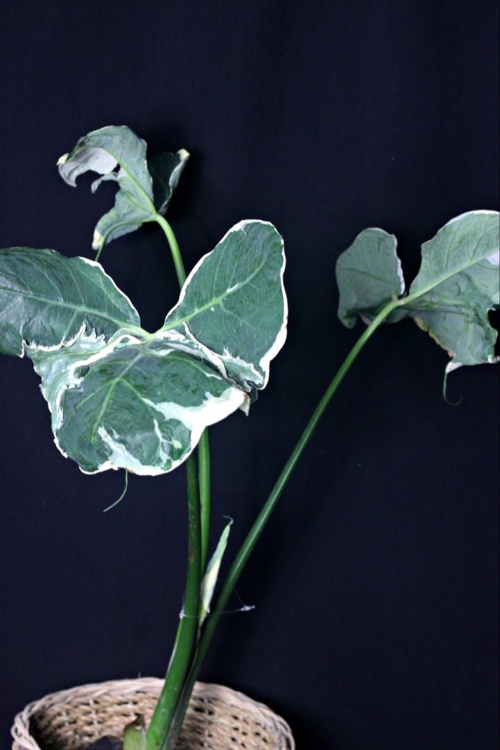 Variegated Mickey Mouse (Category: Plants & Seeds) located in Taguig. Submitted by fernandcraft (Listing ID 1057731561, Image 2). Description: Alocasia Xanthosoma Variegatas (“Mickey Mouse”) is a very rare and stunning tropical plant with large leaves and pronounced variegation. These plants, which are capable of growing relatively large if given the space and proper care. It is ornamentally grown in St. Louis for its attractive elephant ear-like