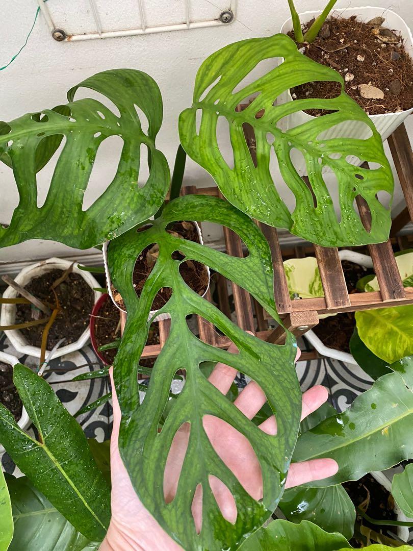 Monstera Esqueleto Gardening Flowers Plants On Carousell