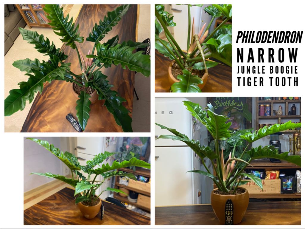 Philodendron Narrow Jungle Boogie Tiger Tooth Furniture Home Living Gardening Plants Seeds On Carousell