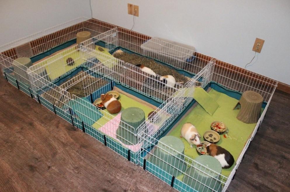 Guinea pig 2025 cage divider