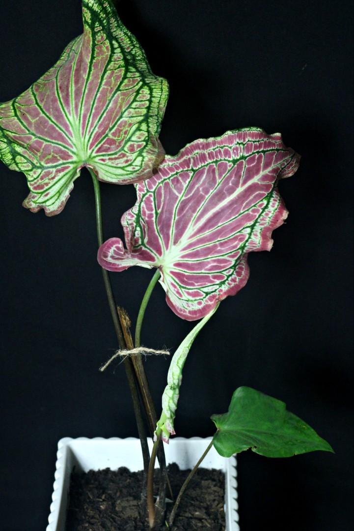Thai Beauty Caladium (Category: Plants & Seeds) located in Taguig. Submitted by fernandcraft (Listing ID 1057665848, Image 3). Description: Caladium Thai Beauty is a strap leaf Caladium with some unique leaves. When young the leaves are green as it matures the leaves start to turn pink with green and white veins. Once mature it produces a great display of bright pink foliage and unusual veining in each leaf which makes a striking plant..