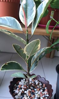 (Category: ) located in . Submitted by kushwe (Listing ID 1057821218, Image 1). Description: .