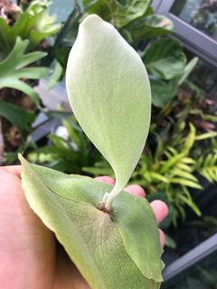 （分類：）位於 。 由 aqqa10 提交（商品編號 1057965524，圖片 1）。簡介： 。