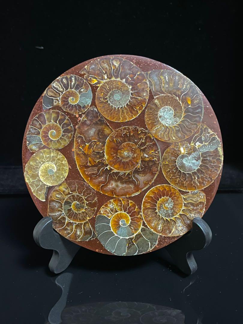 馬達加斯加葉菊石切面螺盤phylloceras 菊石化石118mm 古董收藏 古董收藏 Carousell
